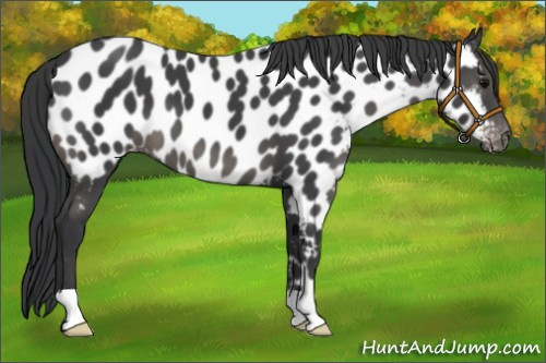 Horse Color:Black Near Leopard
