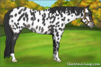 Horse Color:Black Near Leopard