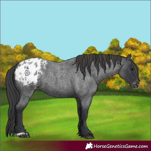 Horse Color:Blue Roan Appaloosa 