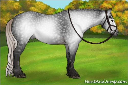 Horse Color:Gray Silver Brown 