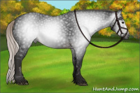 Horse Color:Gray Silver Brown