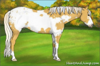 Horse Color:Gray White Spotted Palomino Frame Appaloosa 