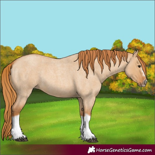Horse Color:Red Dun Roan Splash Frame Rabicano 