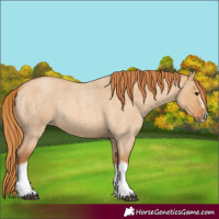 Horse Color:Red Dun Roan Splash Frame Rabicano 