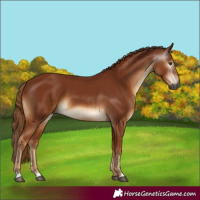 Horse Color:Gray Chestnut 
