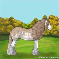 Horse Color:Red Dun Splash  and Red Dun Splash 