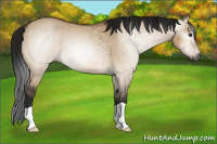 Horse Color:Gray Bay Dun Rabicano