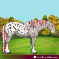 Horse Color:Painted Silver Black Splash Appaloosa 
