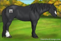 Horse Color:Black 