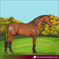 Horse Color:Painted Bay 