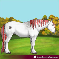Horse Color:Gray Painted White Spotted Grullo Tobiano