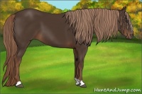 Horse Color:Liver Chestnut