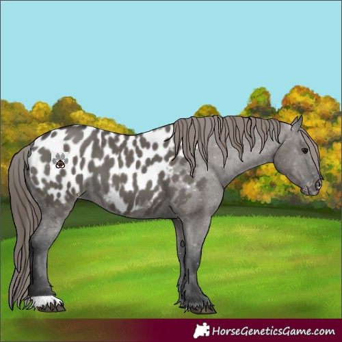 Horse Color:Grullo Appaloosa 
