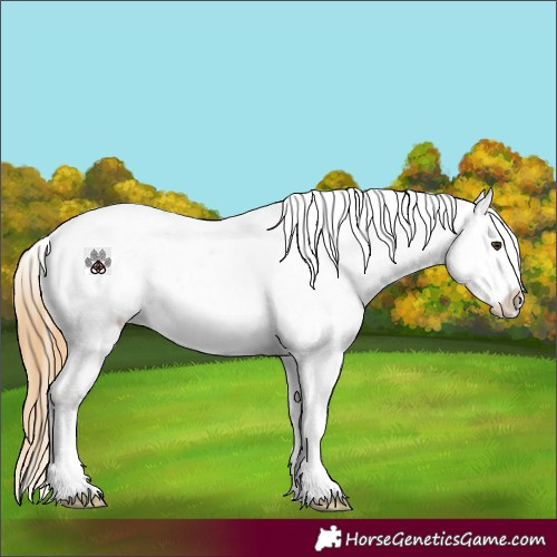 Horse Color:Red Dun Appaloosa 