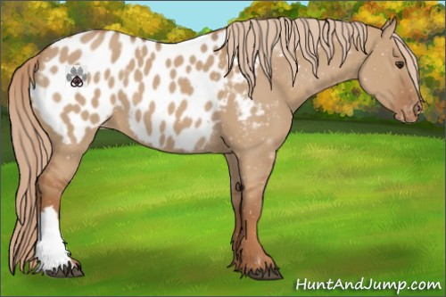 Horse Color:Red Dun Near Leopard 