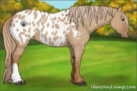 Horse Color:Red Dun Near Leopard 