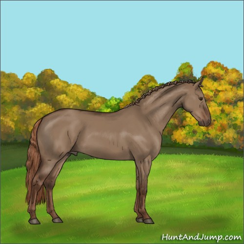Horse Color:Liver Red Dun 