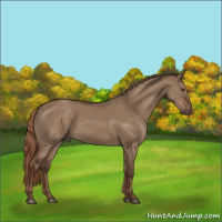 Horse Color:Liver Red Dun 