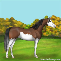 Horse Color:Bay Splash 