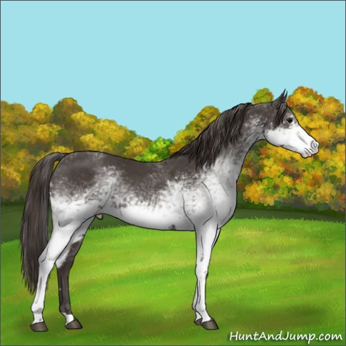 Horse Color:White Spotted Smoky Black 