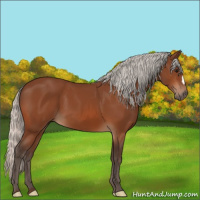 Horse Color:Silver Bay 