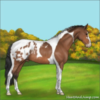 Horse Color:Bay Sabino Tobiano Blanket Rabicano