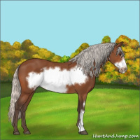 Horse Color:Silver Bay Frame