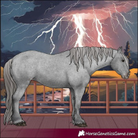 Horse Color:Black Appaloosa Rabicano 