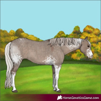 Horse Color:White Spotted Silver Grullo Roan 