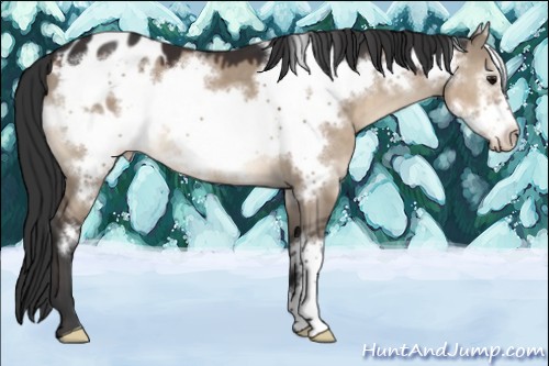 Horse Color:Brown Dun Frame Appaloosa 