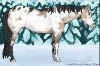 Horse Color:Brown Dun Frame Appaloosa