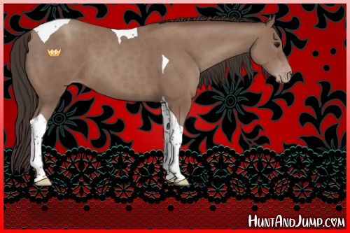 Horse Color:Classic Champagne Tobiano