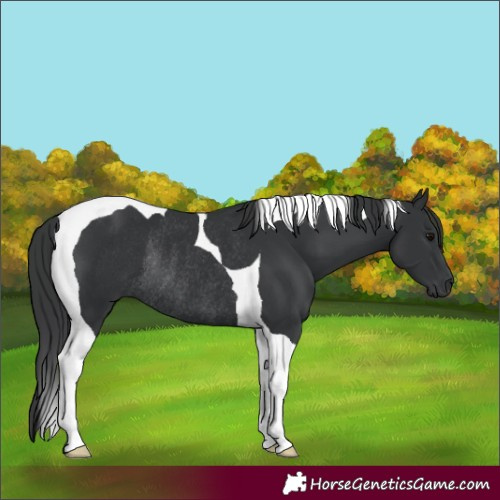 Horse Color:Black Tobiano Rabicano