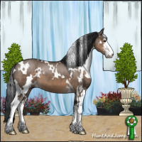 Horse Color:White Spotted Brown Dun Sabino 