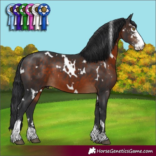 Horse Color:White Spotted Brown Sabino
