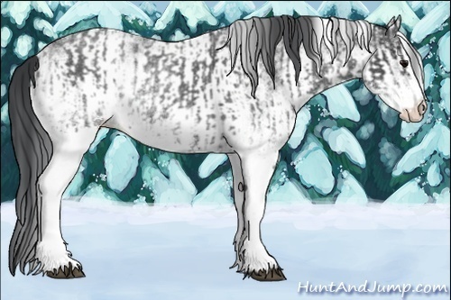 Horse Color:White Spotted Blue Roan Rabicano  and White Spotted Black Rabicano 