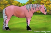 Horse Color:Painted Watercolor Bay 