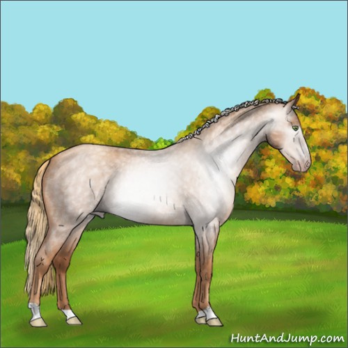 Horse Color:Gray Gold Champagne Roan Rabicano 