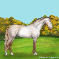 Horse Color:Gray Gold Champagne Roan Rabicano 