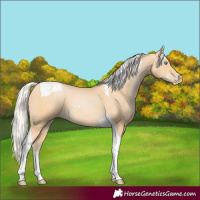 Horse Color:Silver Buckskin Pearl Tobiano 