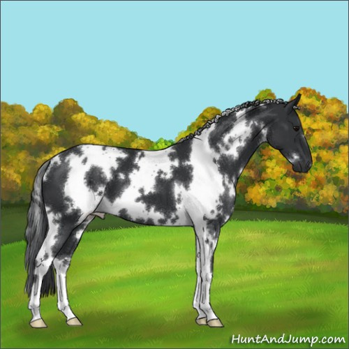 Horse Color:White Spotted Black 