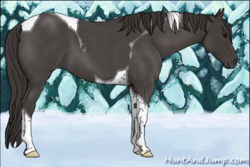 Horse Color:Smoky Blue Roan Tobiano 