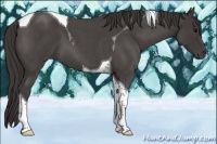 Horse Color:Smoky Blue Roan Tobiano 