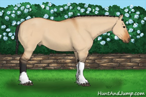 Horse Color:Bay Dun