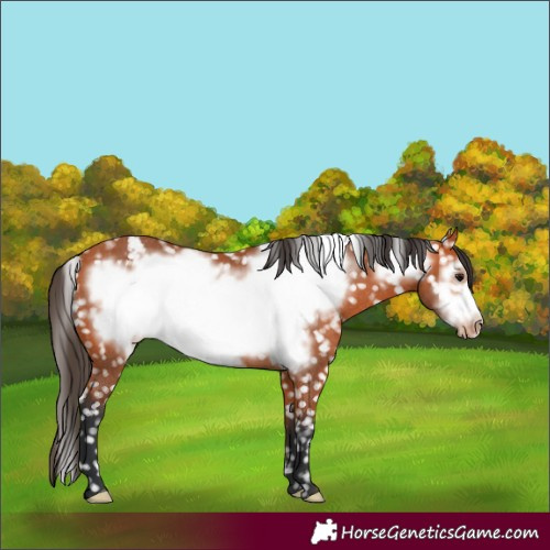 Horse Color:Bay Frame Appaloosa Rabicano 
