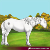 Horse Color:Cremello Tobiano 