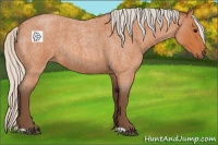 Horse Color:Silver Bay Roan 