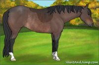 Horse Color:Brown Rabicano 