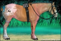 Horse Color:Chestnut Snowcap