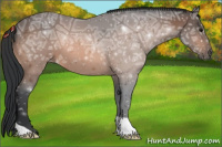 Horse Color:Bay Ice 